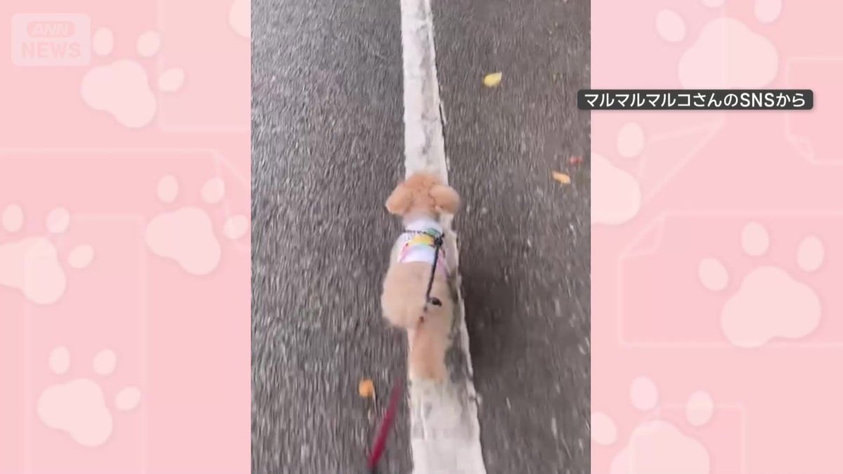 白線の上を歩く