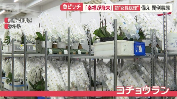 コチョウラン