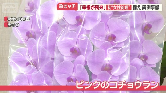 白だけではなくピンクのコチョウランも多く用意
