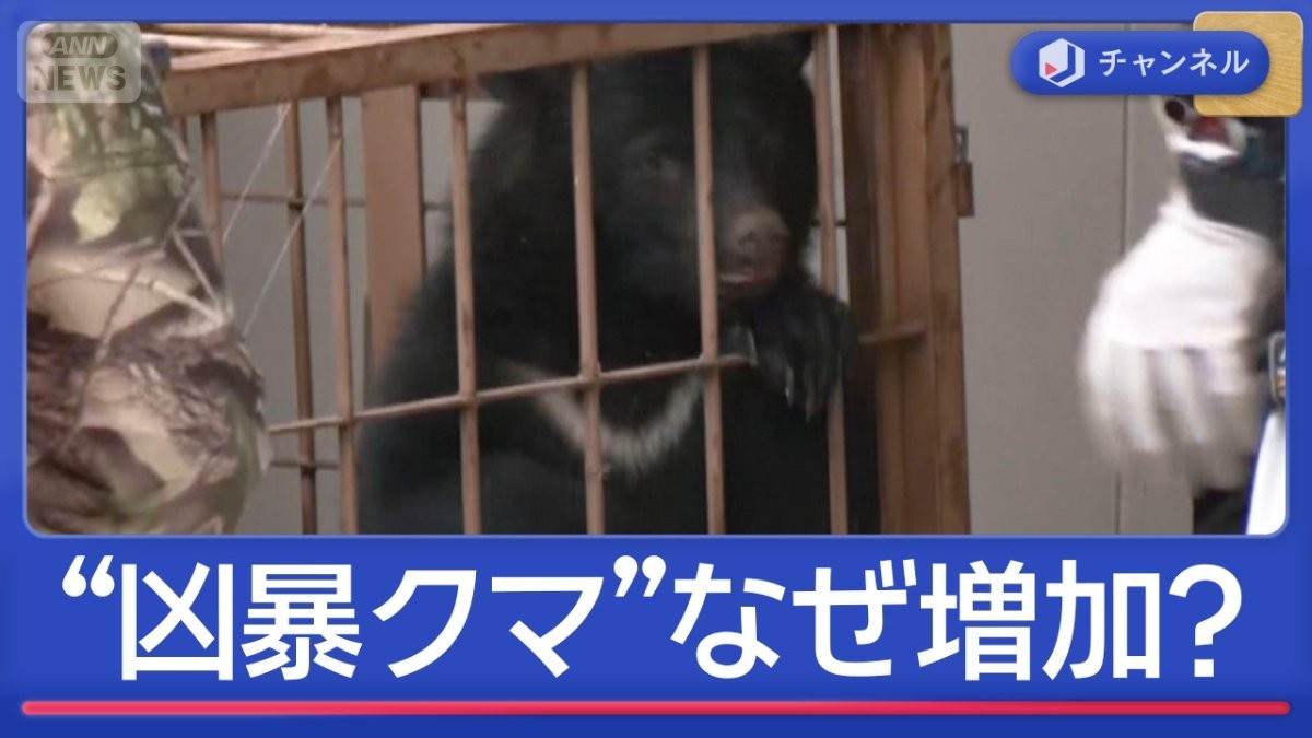 1日以上居座りも　市街地で相次ぐ“凶暴クマ”なぜ増加？