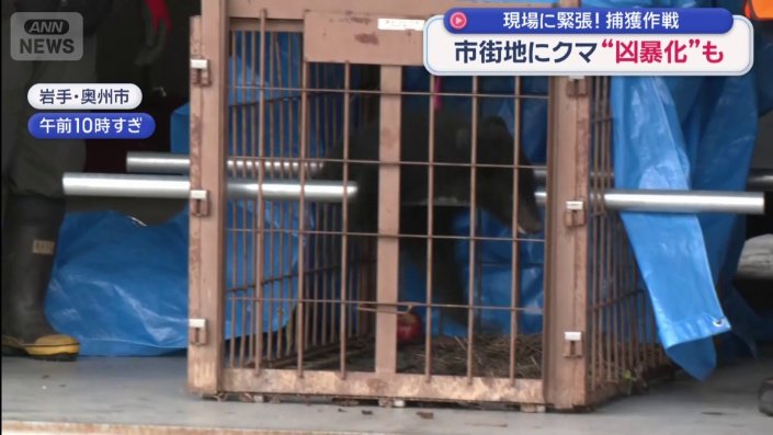 捕獲された子グマ