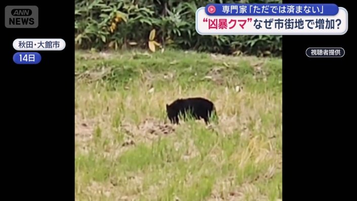 子グマ