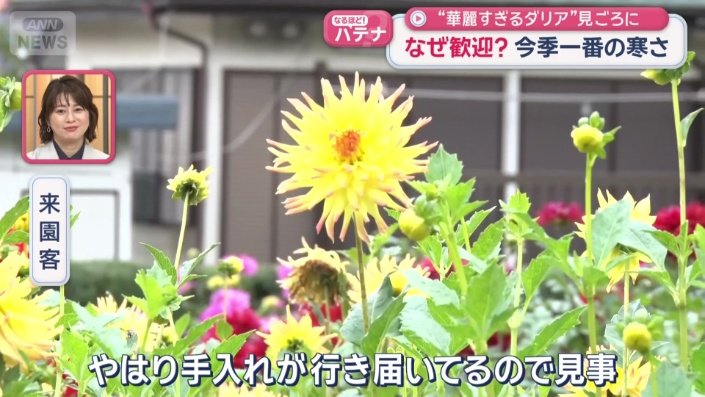 「手入れが行き届いてるので見事」