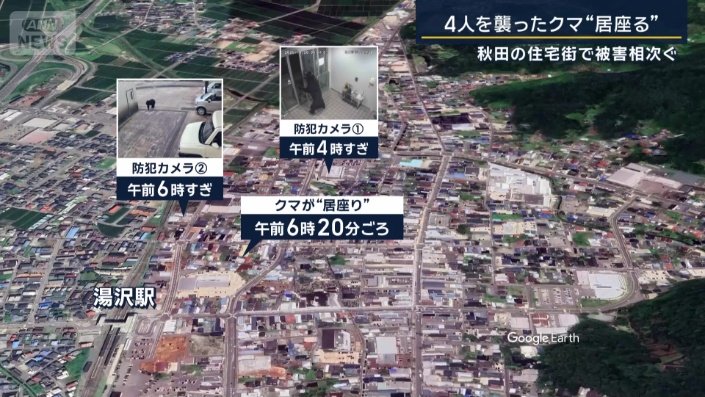 市街地をさまよい歩くクマ