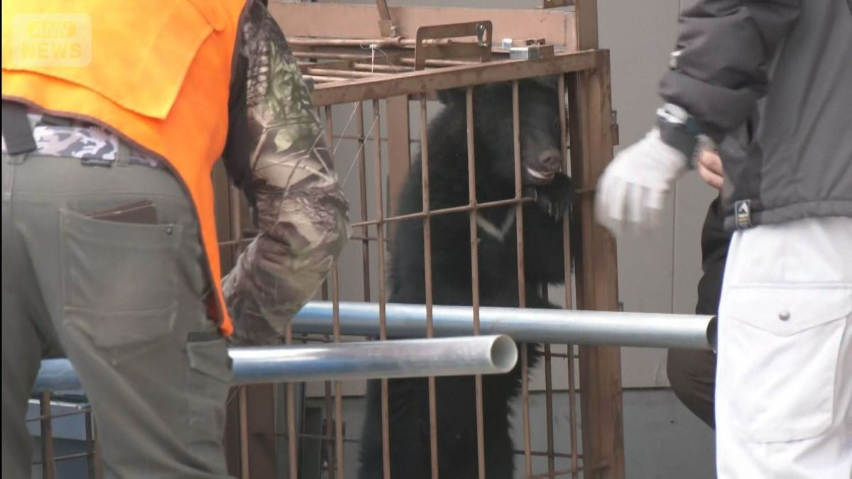 男性4人襲ったクマが住宅に居座り　わなにもかからず　近くに学校、集団下校