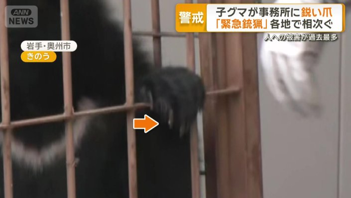 子グマの足には鋭い爪