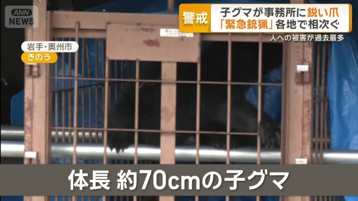 体長約70cmの子グマ