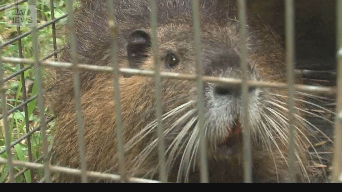 特定外来種ヌートリアを駆除して食材に　繁殖力旺盛で急増　イネや野菜食い荒らす　