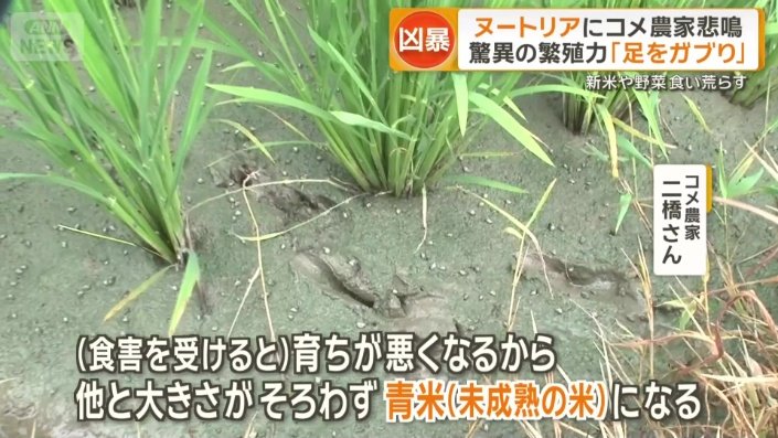 育ちが悪くなる