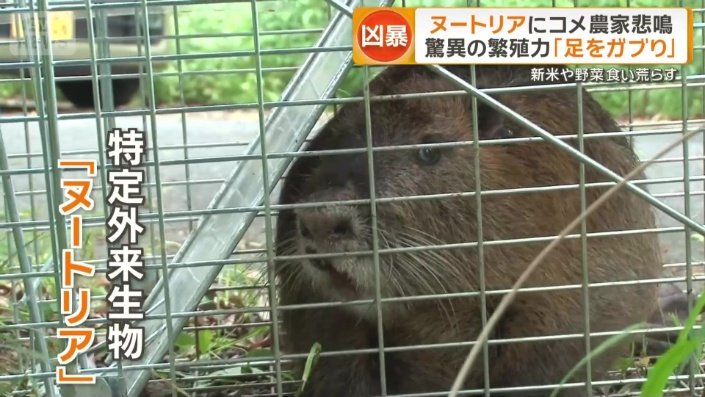 特定外来生物「ヌートリア」