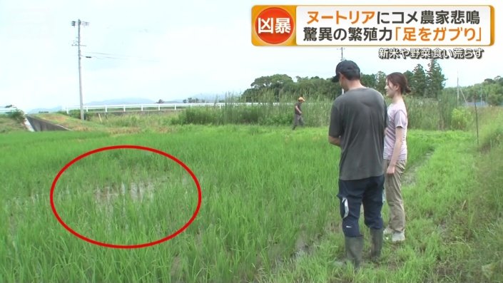 田んぼの真ん中付近