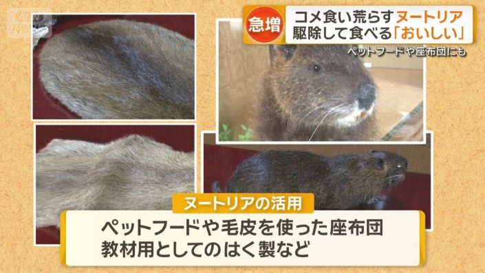 ペットフードや座布団にも