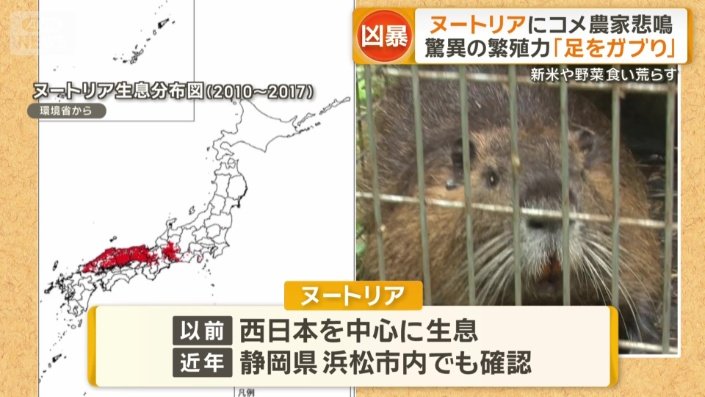 近年は浜松市内でも確認されるように