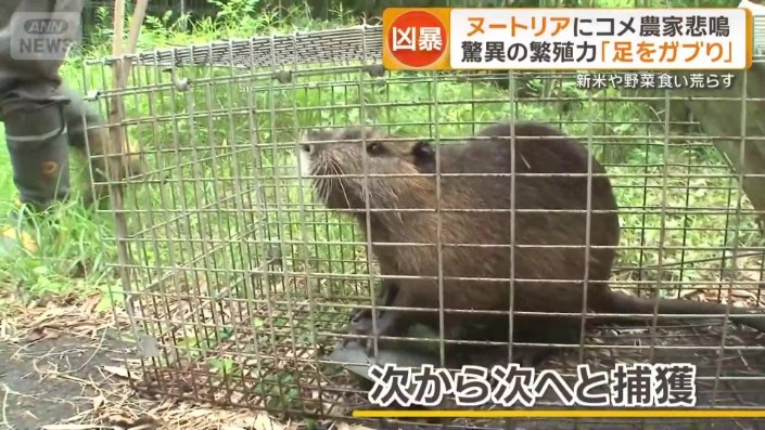 捕らえられたヌートリア