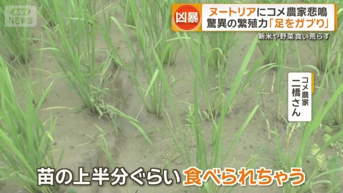 柔らかい葉の部分だけを食べる