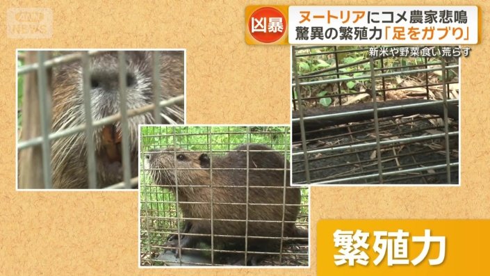 オレンジ色の前歯や長いしっぽが特徴