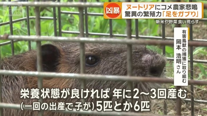 驚くべき繁殖力