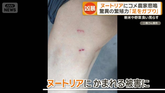 かまれる被害も