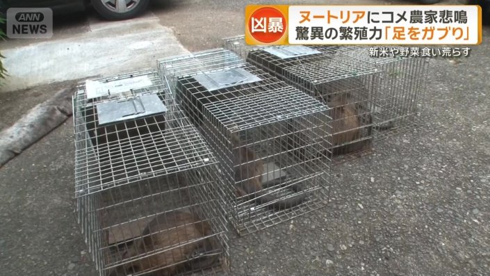 7カ所に仕掛けられたわなのうち4匹捕獲