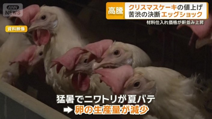 猛暑でニワトリが夏バテ…卵の生産量が減少