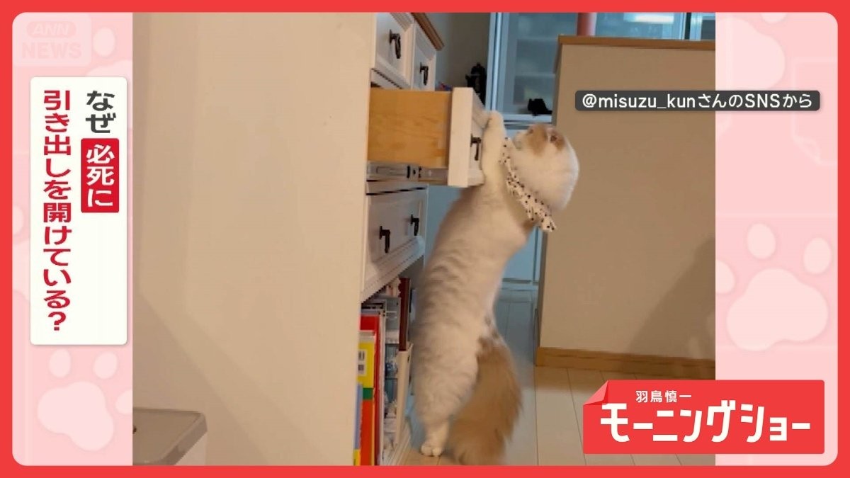 背筋ピンッ　「引き出し開けるニャー」背丈より高い引き出しに必死なネコさん…なぜ？