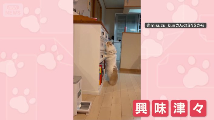 引き出しに興味津々のネコちゃん
