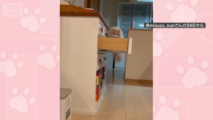 開けた引き出しめがけて、軽快にぴょんっ！