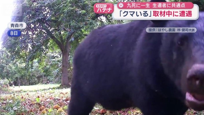 ツキノワグマがカメラの目の前へ