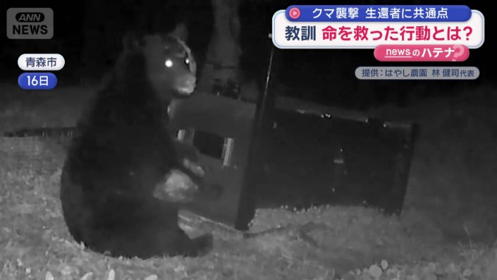 箱わなに近付くクマ