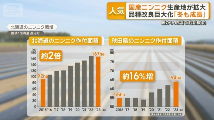 北海道のニンニク栽培