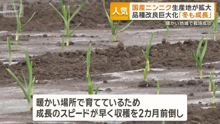 成長スピード早く2カ月ほど収穫前倒し