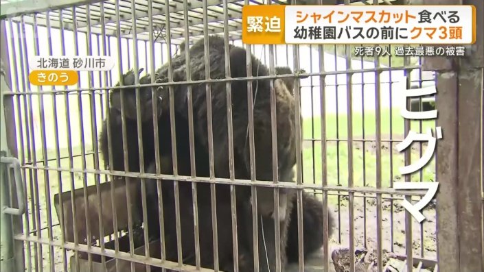 体長およそ1.7メートルのヒグマ