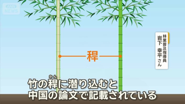 竹の稈に潜り込む