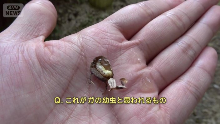 ガの幼虫と思われるもの
