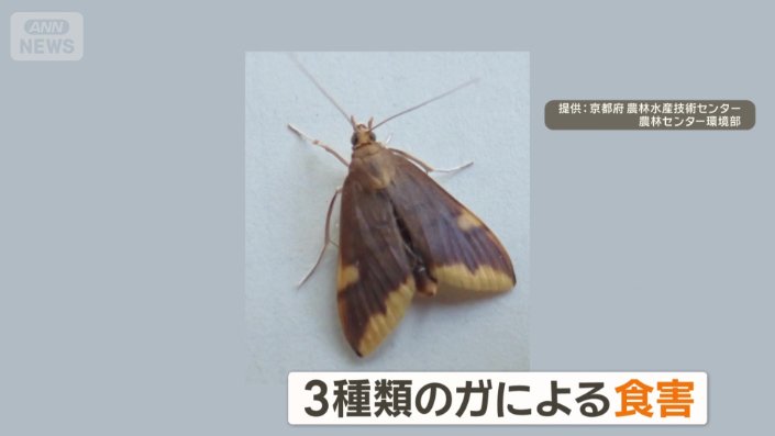 3種類のガによる食害を確認