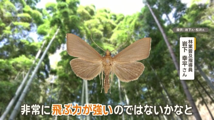 シナチクノメイガ