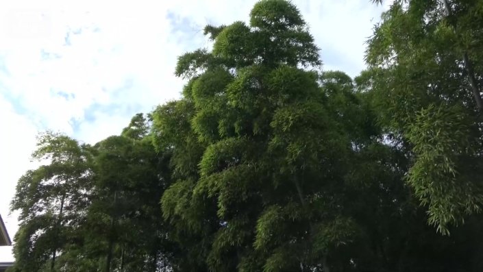 本来、青々とした葉が生い茂るはずの竹林