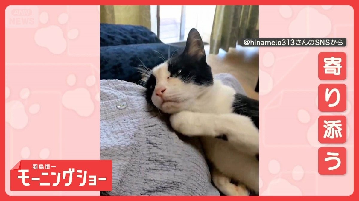 「寄り添うニャン」　おなかス〜リスり　なぜ妊婦さんのおなかに頭をスリスリするの？