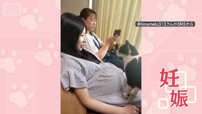 妊娠している飼い主のひざの上にいる猫