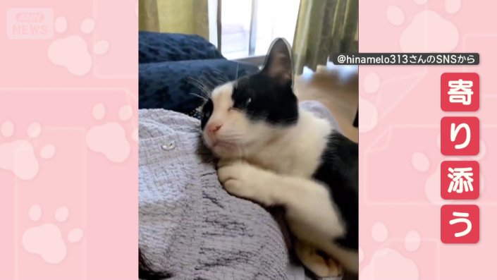 飼い主に寄り添い、おなかにスリスリ