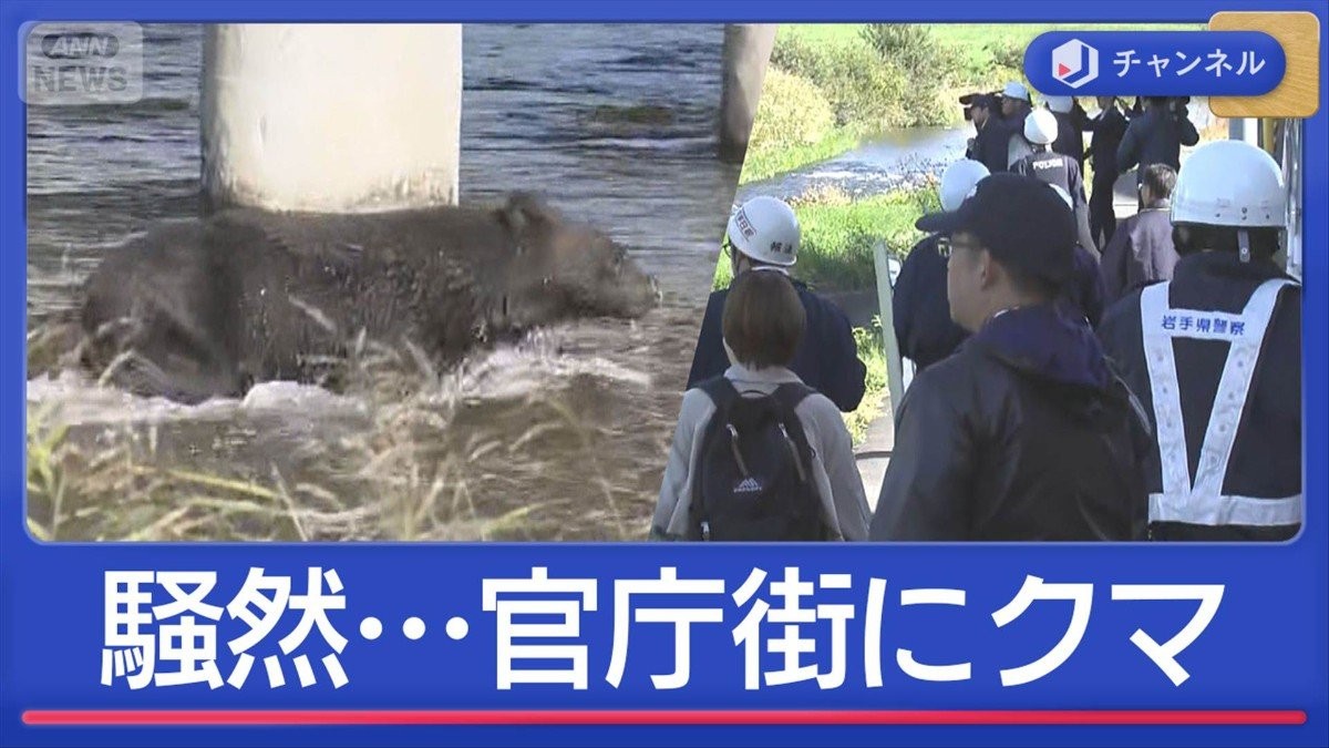 官庁街にクマ出没で騒然　走って泳いで住宅街に逃走か