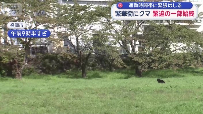 疾走するクマ