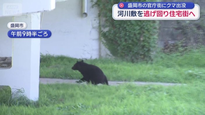 橋の下にいるクマ