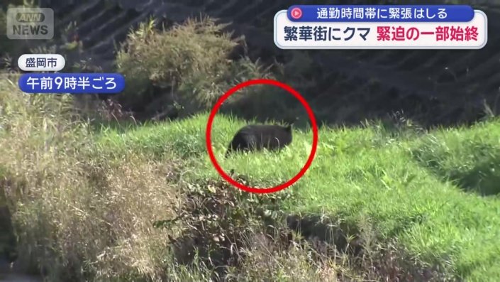 カメラが捉えたクマの姿