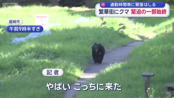 クマは河川敷をうろうろ