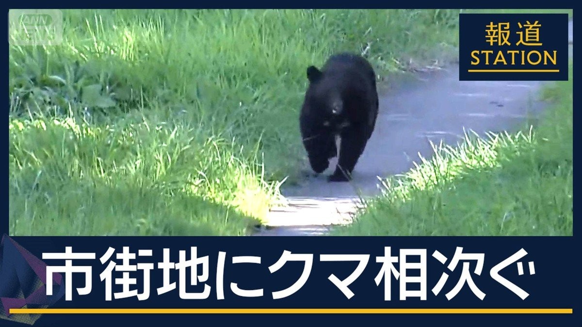 緊急銃猟“1日に2度”は初…市街地での“クマ出没”止まらず『箱わな』の注文殺到