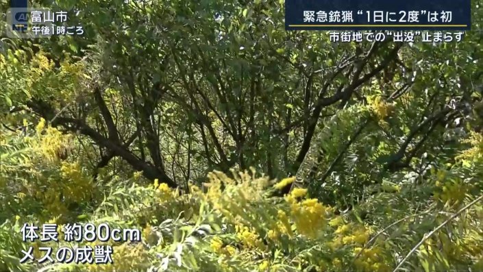 メスの成獣