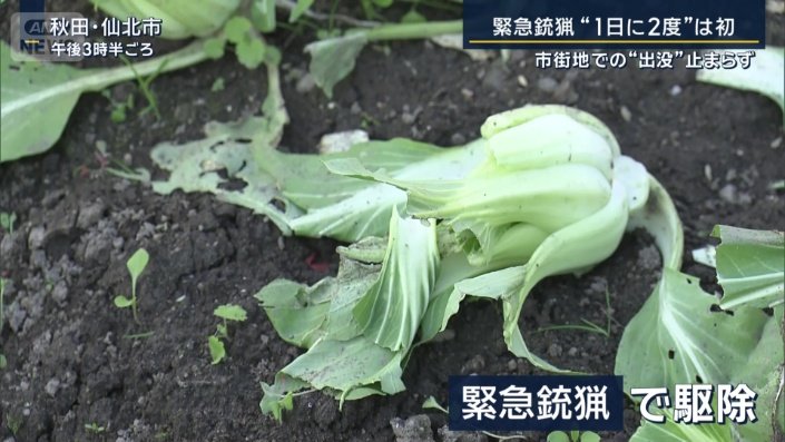 緊急銃猟