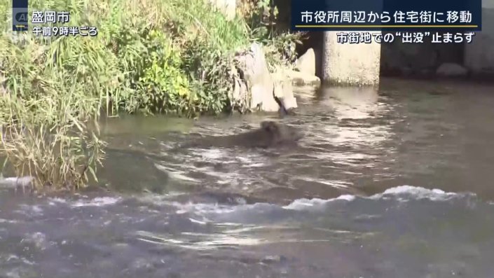 クマ