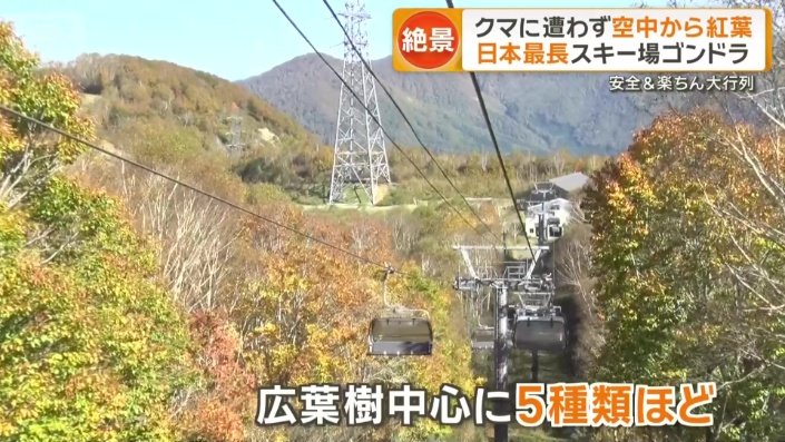 広葉樹を中心に5種類ほどが色付く